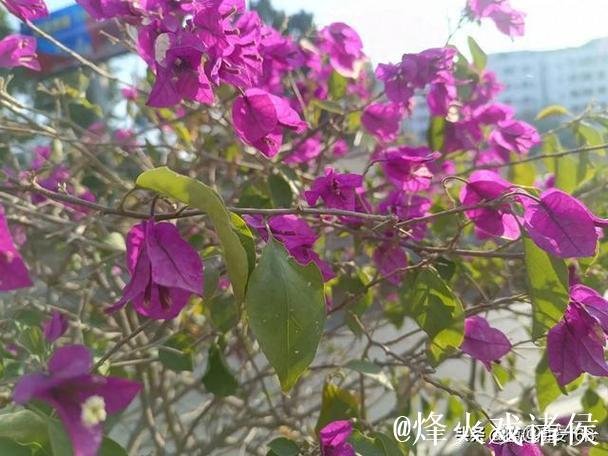 007期胡晶大乐透预测：精选一注推荐号码